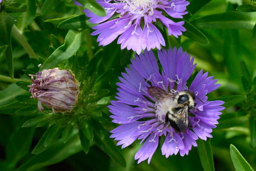 LaurieBotanic Bee-79