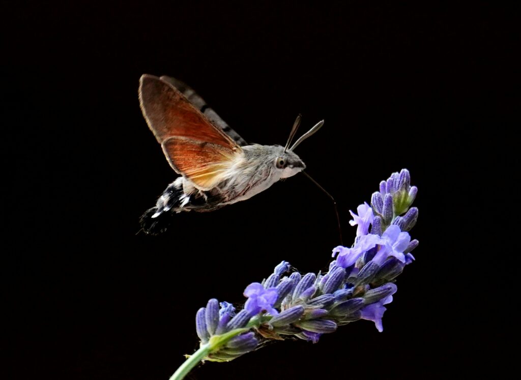dominique-boulay-rIgVx-jRwGU-unsplash
