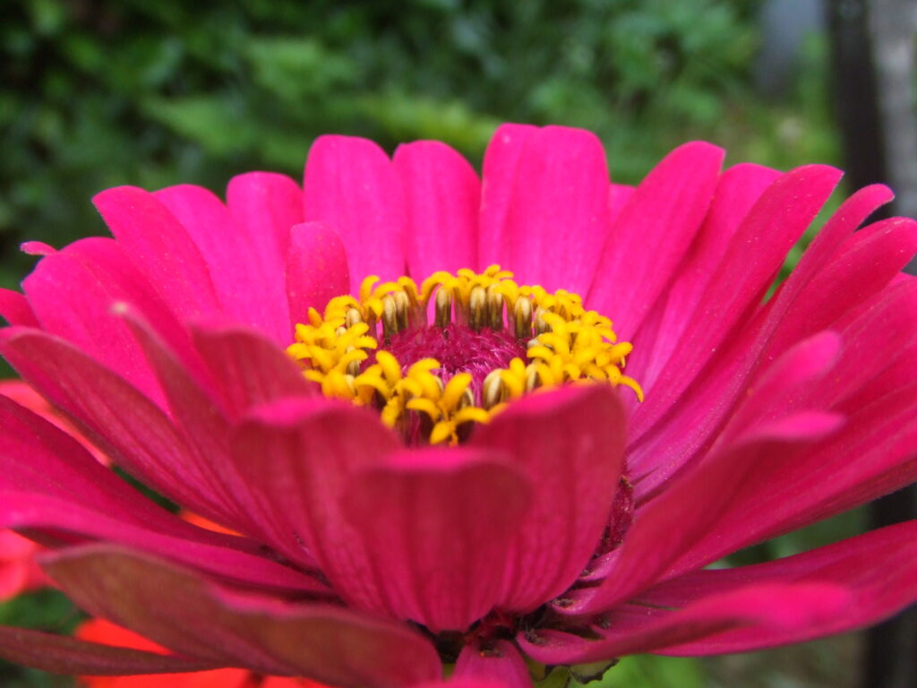 zinnia 08