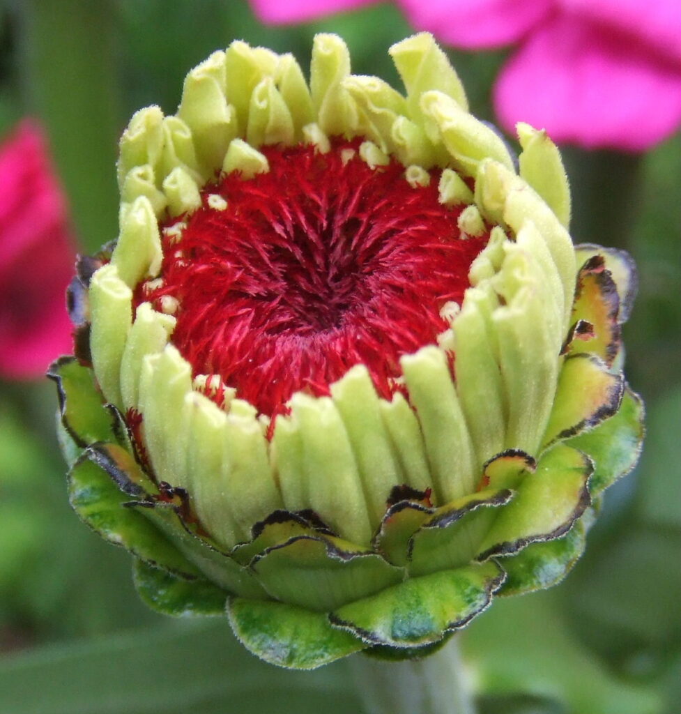zinnia 16