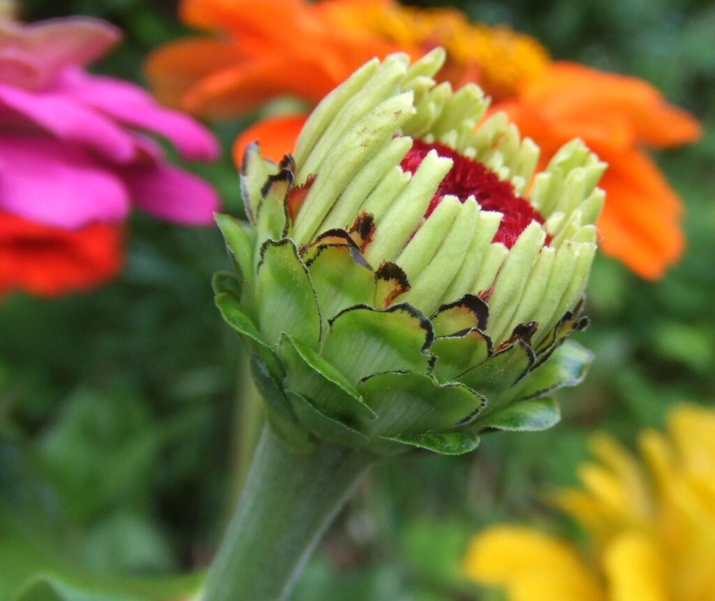 zinnia 26
